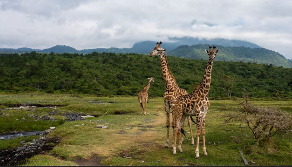 Actual image number 10 for slideshow images, displaying 30 tanzania safari images