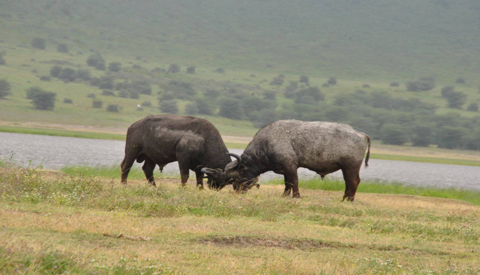 Actual image number 16 for slideshow images, displaying 36 tanzania safari images