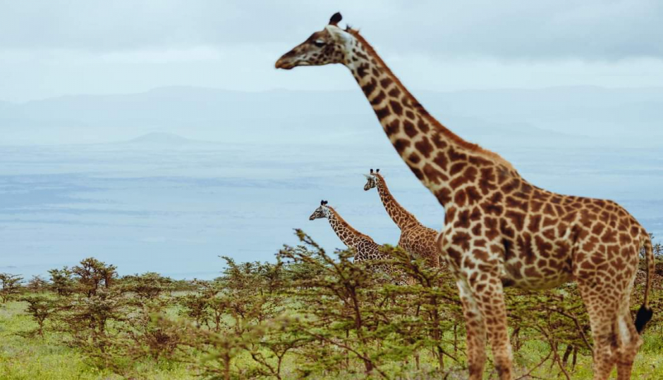Random image number 6 showcasing tanzania safari image gallery placeholder