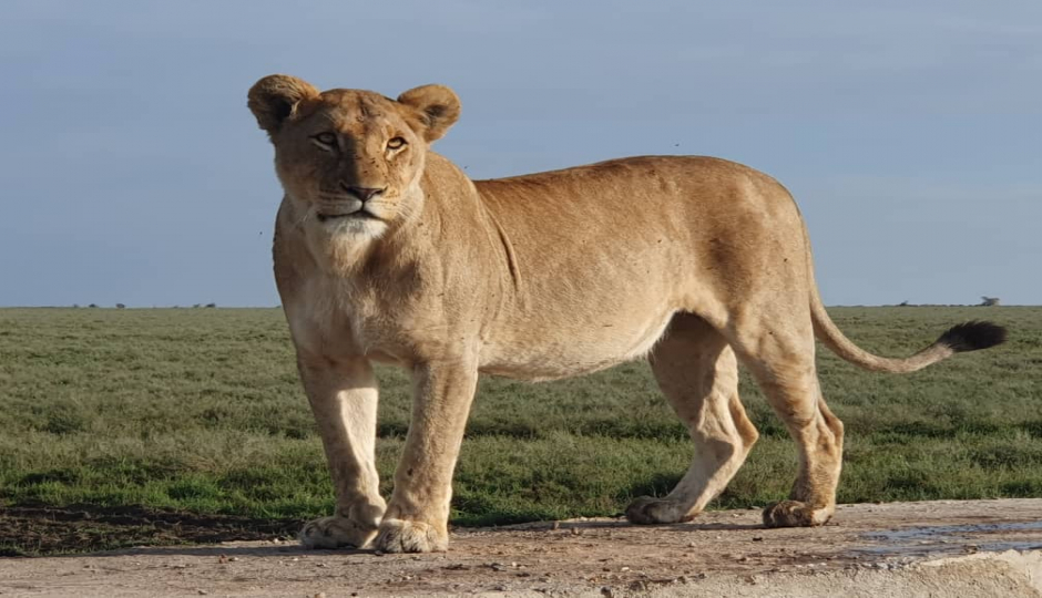 Actual image number 4 for slideshow images, displaying 24 tanzania safari images