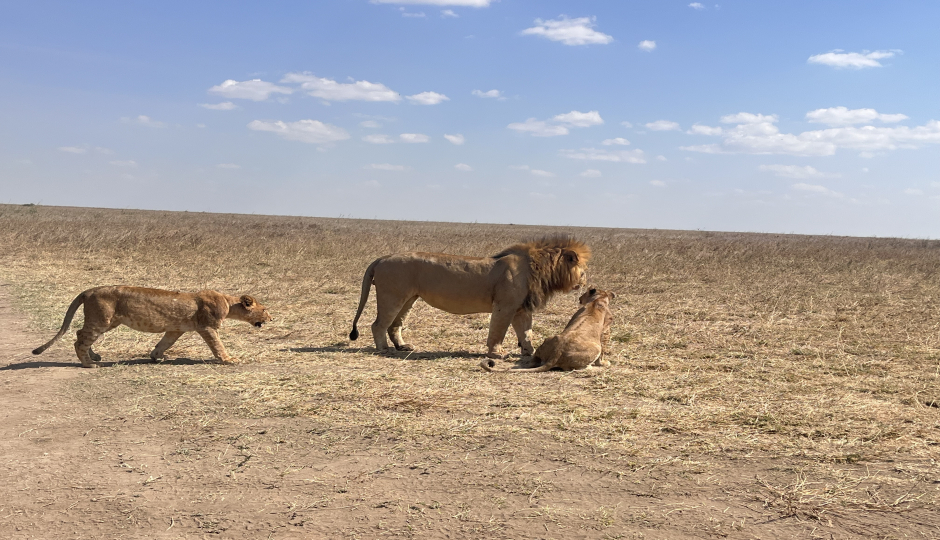 Thumb Nail Image: 3 What is a Reasonable Tanzania Safari Itinerary?