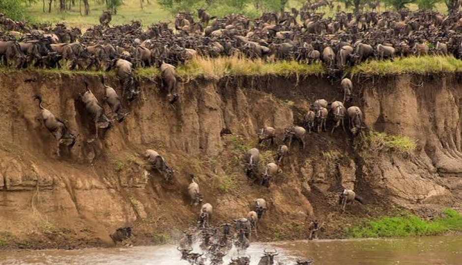 Thumb Nail Image: 1 Where to See the Great Migration in September: A Complete Guide to Northern Serengeti