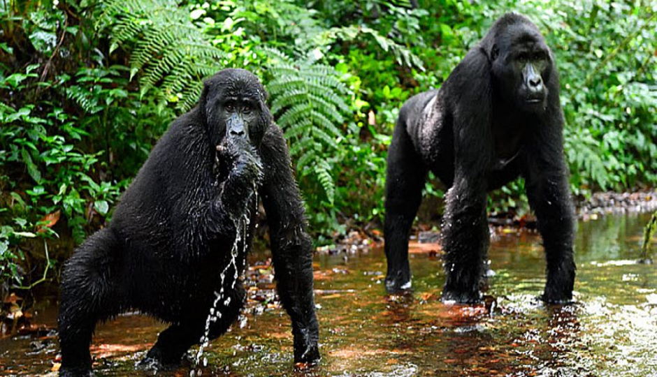 Actual image number 11 for slideshow images, displaying 31 tanzania safari images