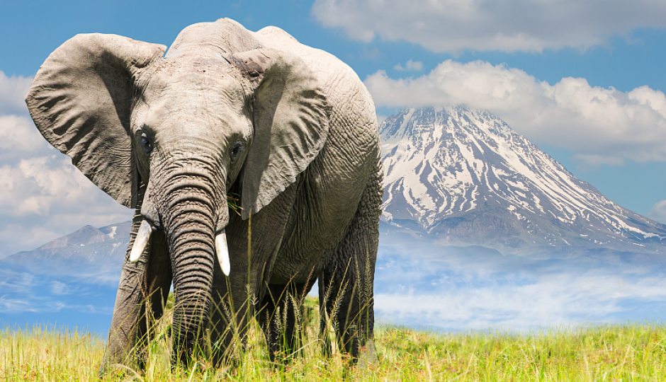 Actual image number 10 for slideshow images, displaying 30 tanzania safari images