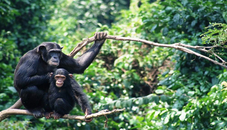 Actual image number 16 for slideshow images, displaying 36 tanzania safari images