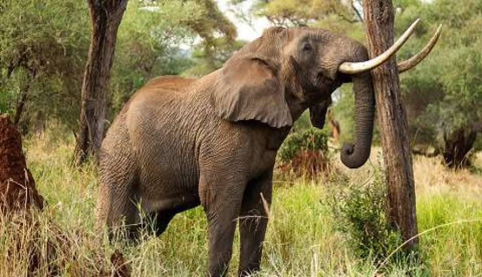 Actual image number 18 for slideshow images, displaying 38 tanzania safari images