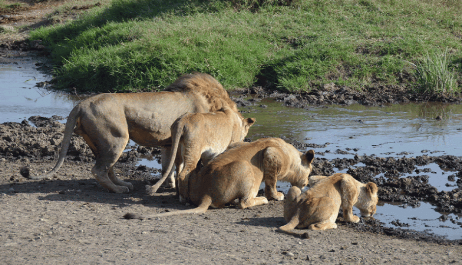 Actual image number 15 for slideshow images, displaying 35 tanzania safari images