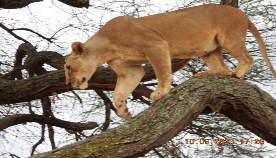 Actual image number 3 for slideshow images, displaying 23 tanzania safari images
