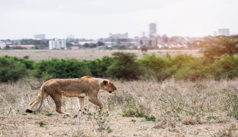 Random image number 4 showcasing tanzania safari image gallery placeholder