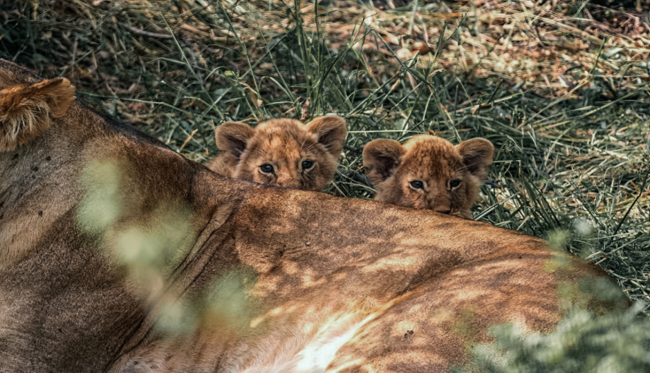 Actual image number 10 for slideshow images, displaying 30 tanzania safari images