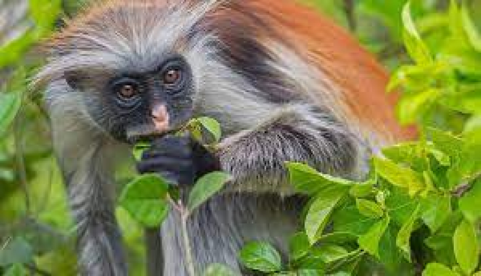 Actual image number 2 for slideshow images, displaying 22 tanzania safari images