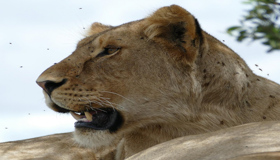 Actual image number 1 for slideshow images, displaying 21 tanzania safari images