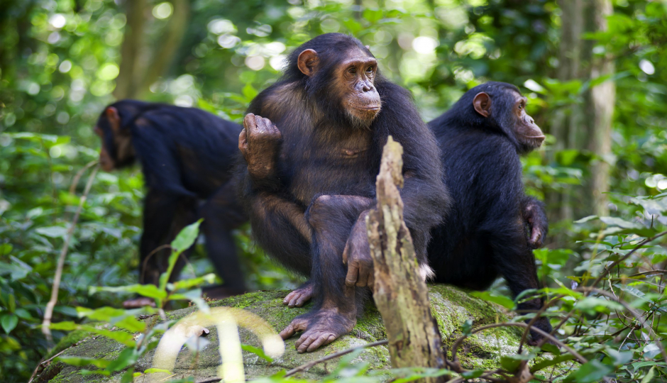 Image for Gombe Stream National Park