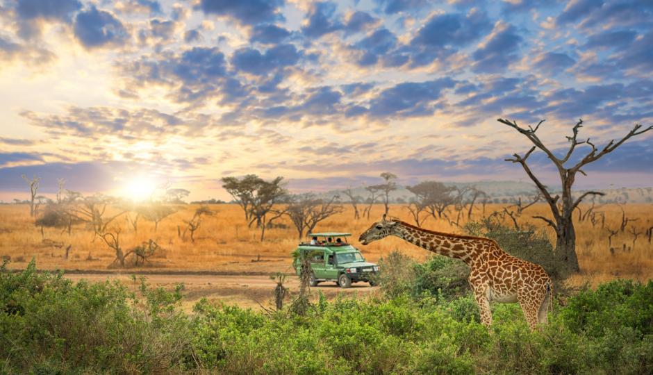 Random image number 6 showcasing tanzania safari image gallery placeholder