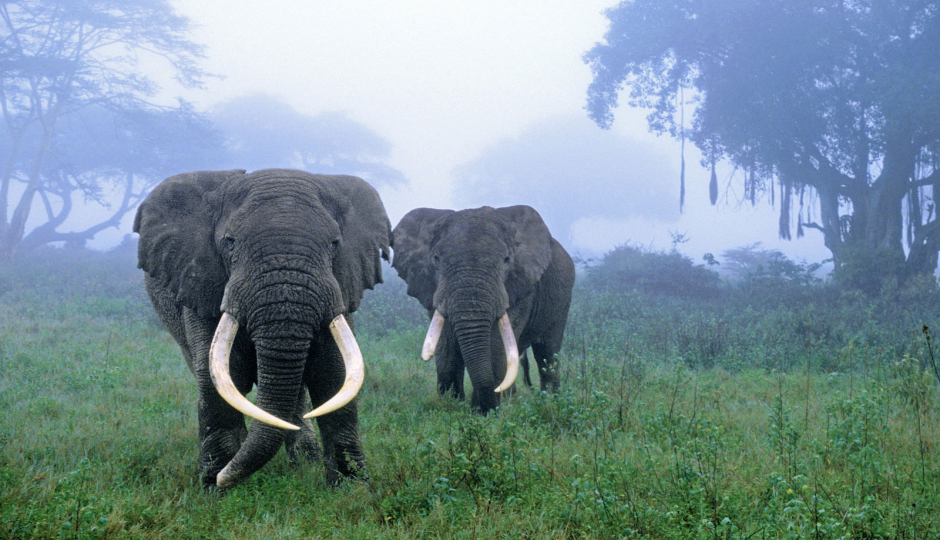 Random image number 6 showcasing tanzania safari image gallery placeholder