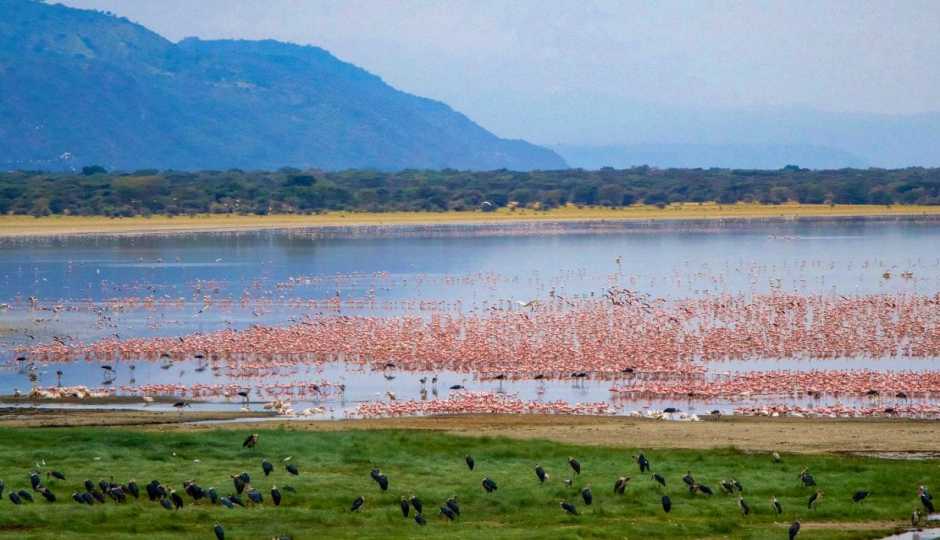Actual image number 5 for slideshow images, displaying 25 tanzania safari images