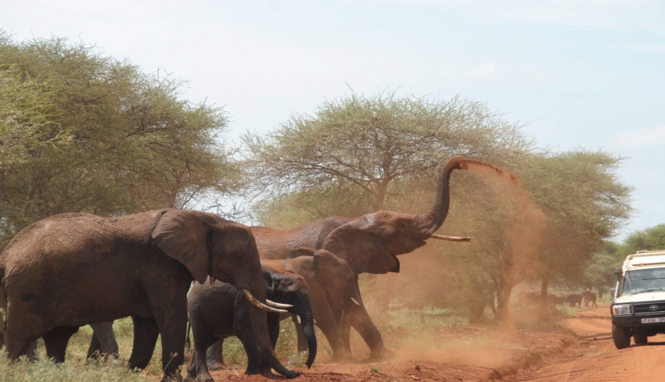 Thumb Nail Image: 1 Navigating Visa and Vaccination Requirements for Travel to Tanzania
