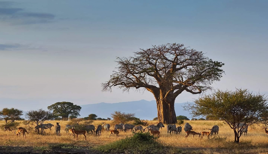 Random image number 1 showcasing tanzania safari image gallery placeholder
