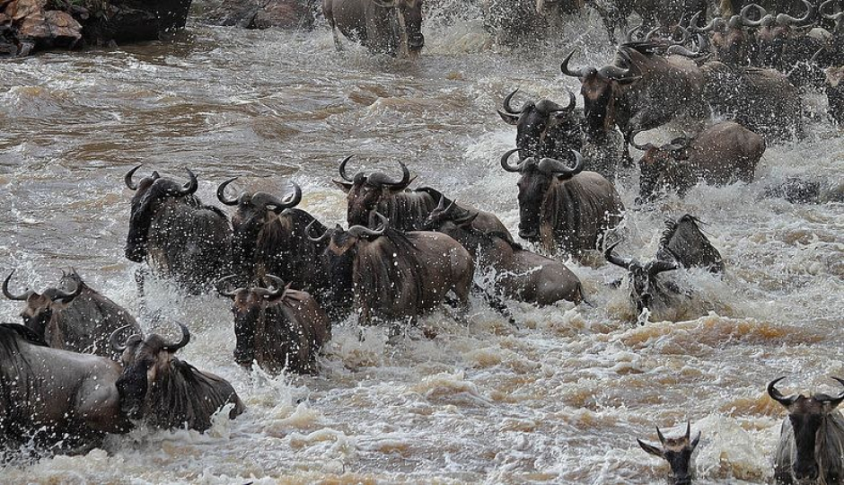 Actual image number 19 for slideshow images, displaying 39 tanzania safari images