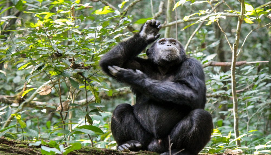 Actual image number 11 for slideshow images, displaying 31 tanzania safari images