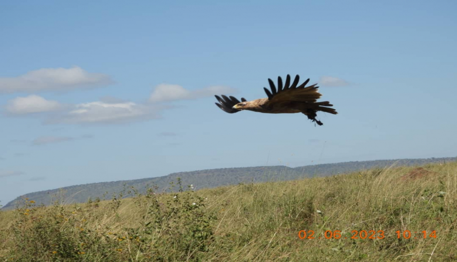 Thumb Nail Image: 5 Which Month Is Perfect for Travelling to Tanzania Safari?