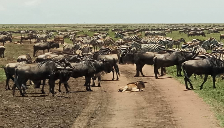 6 Days Wildebeest Migration Safari