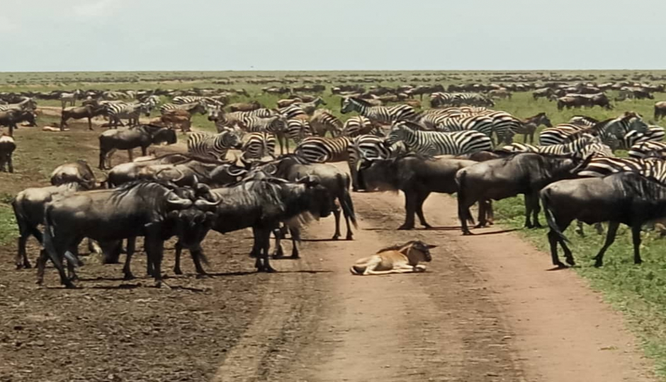 Actual image number 20 for slideshow images, displaying 40 tanzania safari images