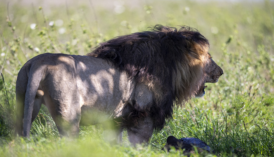 Actual image number 1 for slideshow images, displaying 21 tanzania safari images