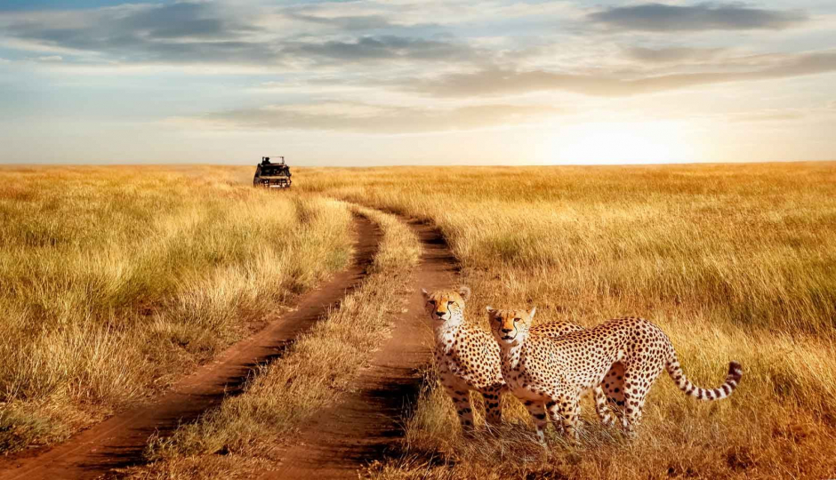 Actual image number 18 for slideshow images, displaying 38 tanzania safari images