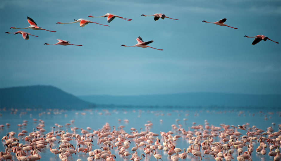 Actual image number 1 for slideshow images, displaying 21 tanzania safari images
