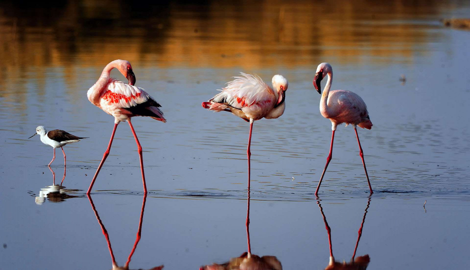 Thumb Nail Image: 3 Your Ultimate Guide to Tanzania Safari Booking