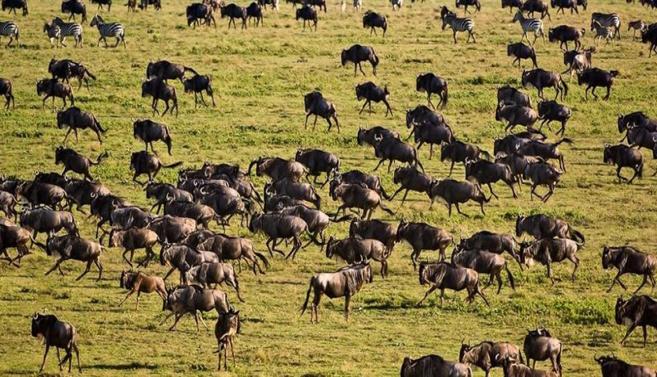 Actual image number 14 for slideshow images, displaying 34 tanzania safari images