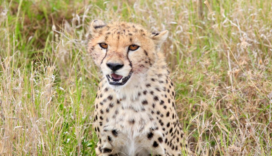 Thumb Nail Image: 2 Is It Worth Going on a 1-Day Tanzania Safari?
