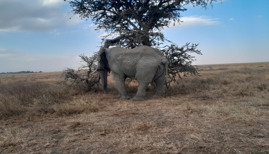 Actual image number 2 for slideshow images, displaying 22 tanzania safari images