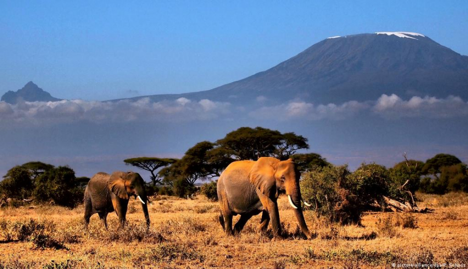 Random image number 1 showcasing tanzania safari image gallery placeholder