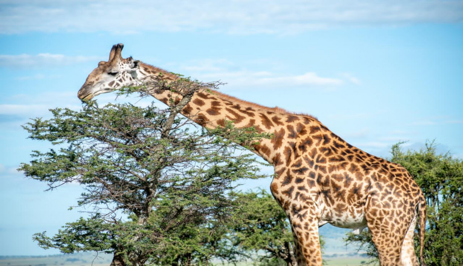 Actual image number 3 for slideshow images, displaying 23 tanzania safari images