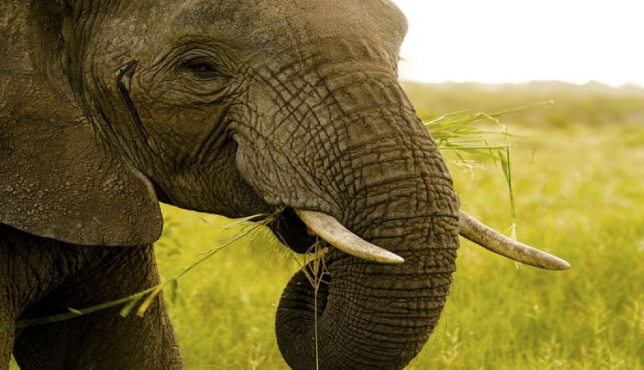 Random image number 2 showcasing tanzania safari image gallery placeholder