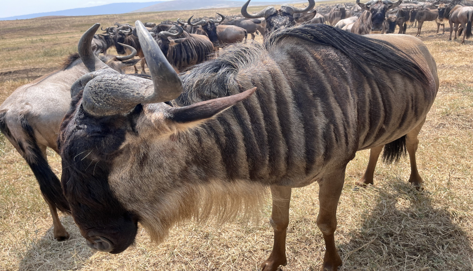 Actual image number 4 for slideshow images, displaying 24 tanzania safari images