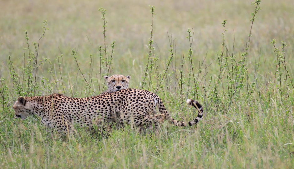Random image number 1 showcasing tanzania safari image gallery placeholder