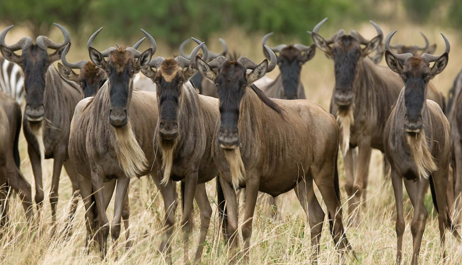 Actual image number 17 for slideshow images, displaying 37 tanzania safari images