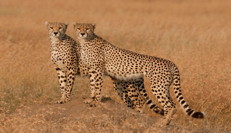 Actual image number 5 for slideshow images, displaying 25 tanzania safari images