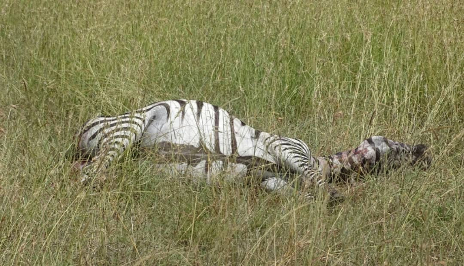 Actual image number 12 for slideshow images, displaying 32 tanzania safari images