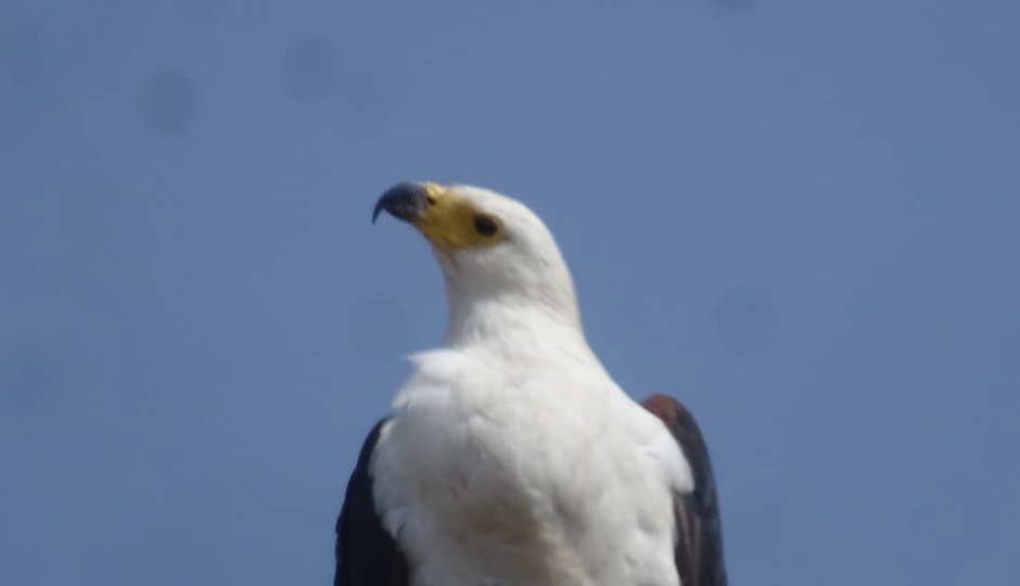 Random image number 4 showcasing tanzania safari image gallery placeholder