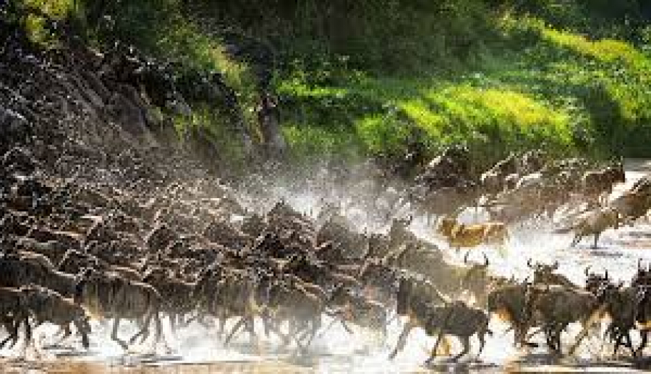 Actual image number 8 for slideshow images, displaying 28 tanzania safari images