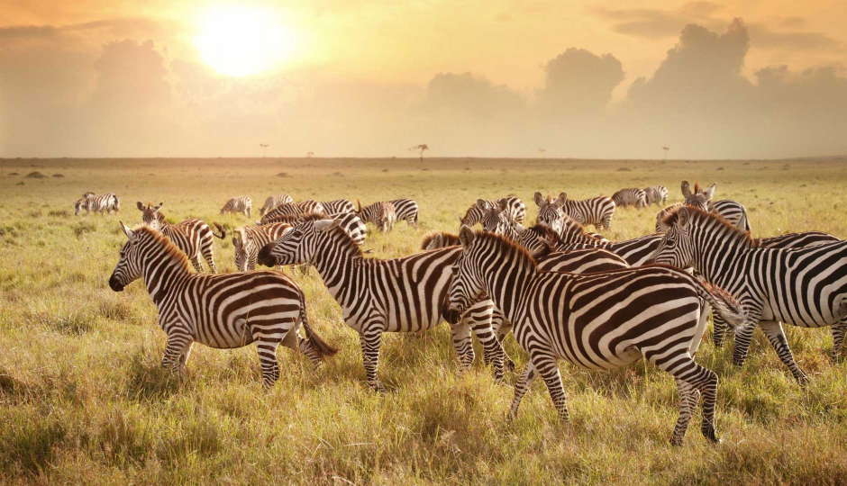 8 Days Central & Northern Serengeti Migration Safari