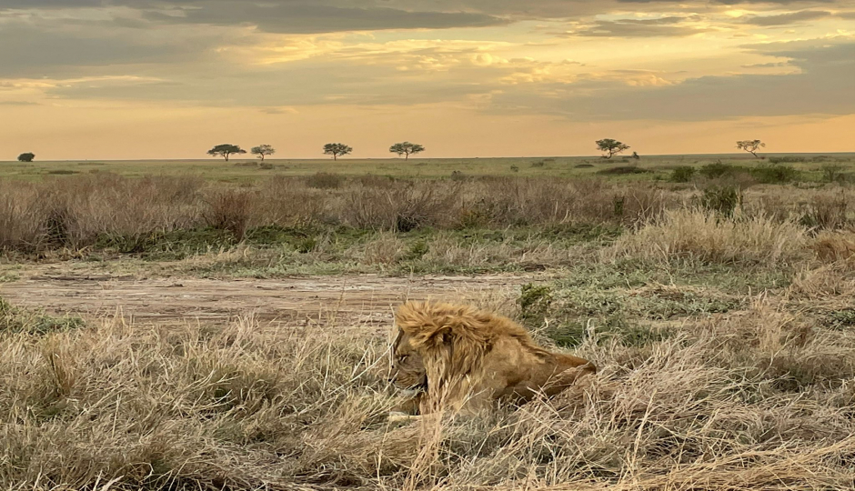 Actual image number 2 for slideshow images, displaying 22 tanzania safari images