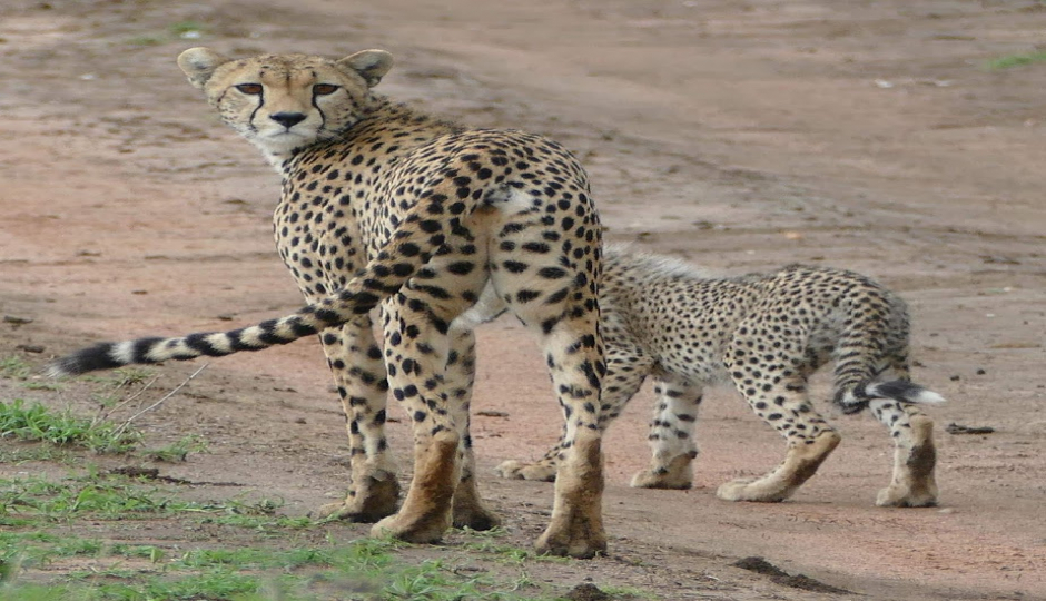 Actual image number 7 for slideshow images, displaying 27 tanzania safari images