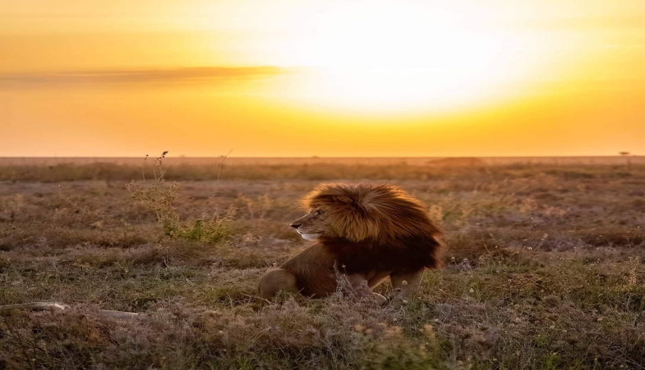 Actual image number 8 for slideshow images, displaying 28 tanzania safari images