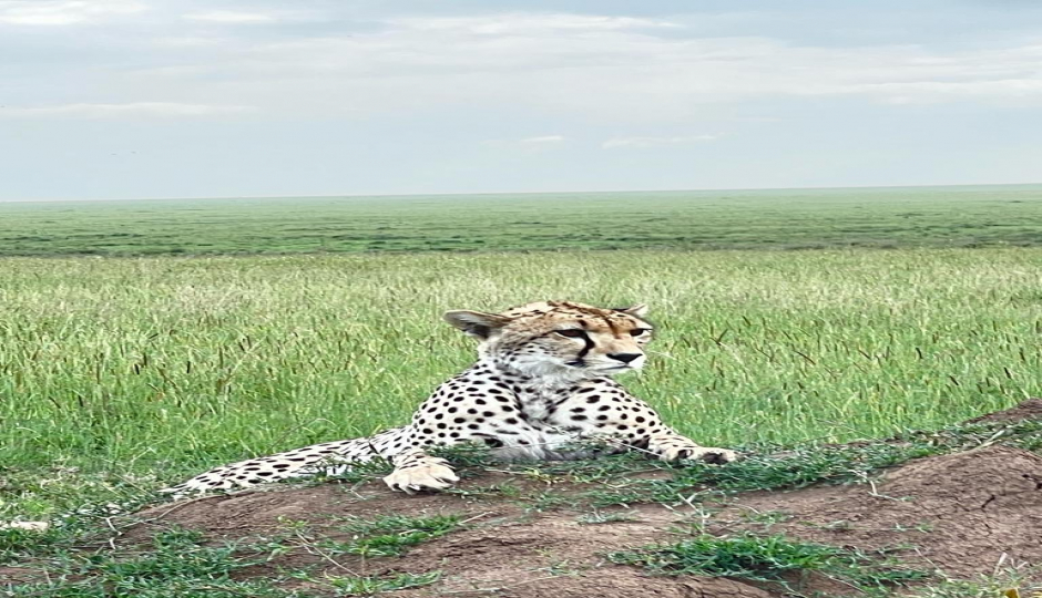 Actual image number 6 for slideshow images, displaying 26 tanzania safari images