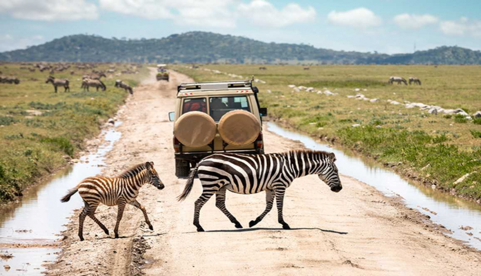 Actual image number 8 for slideshow images, displaying 28 tanzania safari images